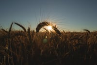 harvest.jpg harvest.jpg
